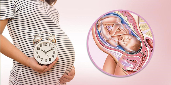 Ba tháng cuối thai nhi sẽ quay đầu để thuận lợi chào đời