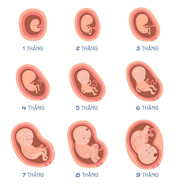 can-nang-chuan-cua-thai-nhi Cân nặng chuẩn của thai nhi