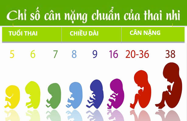 Cân nặng thai nhi 36 tuần