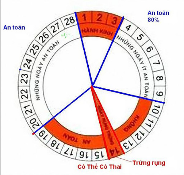 chu-ky-rung-trung Chu kỳ rụng trứng