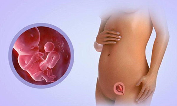 Cơ thể mẹ khi thai 10 tuần