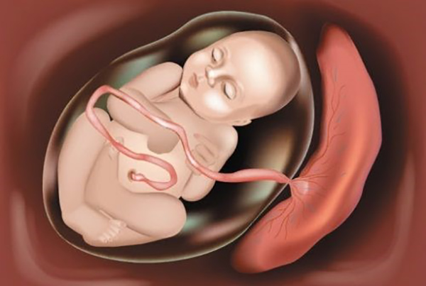 nhau-thai-1 Nhau thai