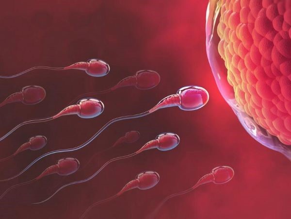 qua-trinh-hinh-thai-thai-nhi Quá trình hình thành thai nhi