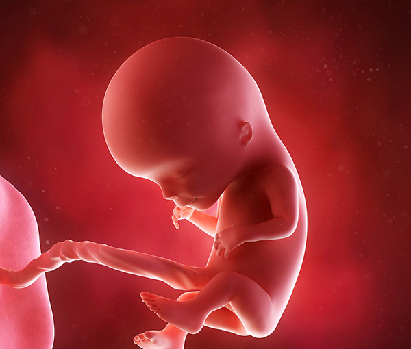 thai-12-tuan-da-may-chua Thai 12 tuần đã máy chưa