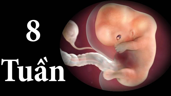 Thai 8 tuần đã máy chưa