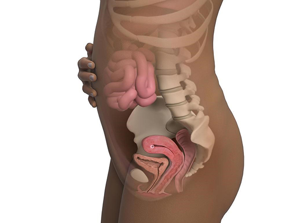 thai-lam-to Thai nhi mất khoảng 12 - 14 ngày để làm tổ trong tử cung