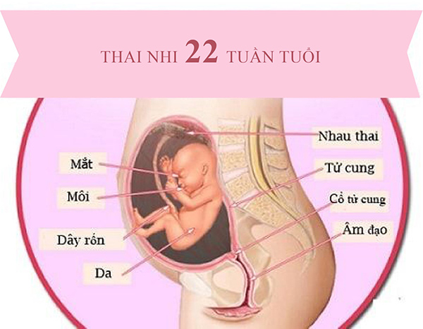 thai-nhi-22-tuan-tuoi-dap-nhieu-khong Thai nhi 22 tuần tuổi đạp nhiều chứng tỏ bé đang khỏe mạnh, phát triển tốt
