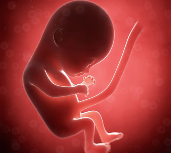 Thai nhi ở tháng thứ 4