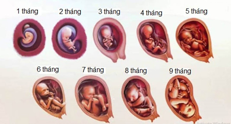 thai-nhi-phat-trien-theo-thang Thai nhi phát triển theo tháng