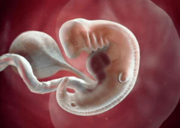 Tuần thứ mấy có tim thai mẹ đã biết chưa?